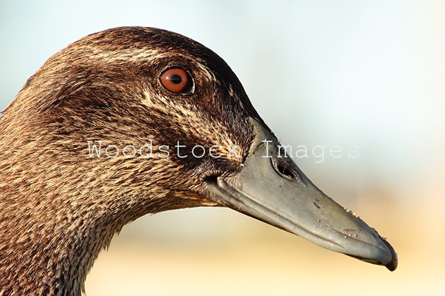 Pacific Black Duck