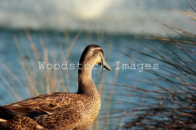 Pacific Black Duck.